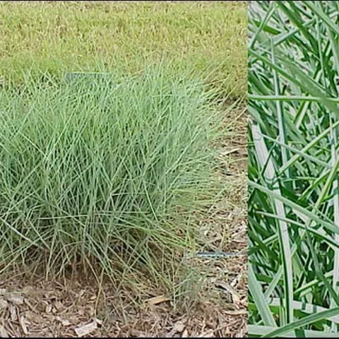 thumbnail for publication: Propagation and Production of Gulf Bluestem